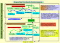 Thumbnail for version as of 03:15, 24 April 2026